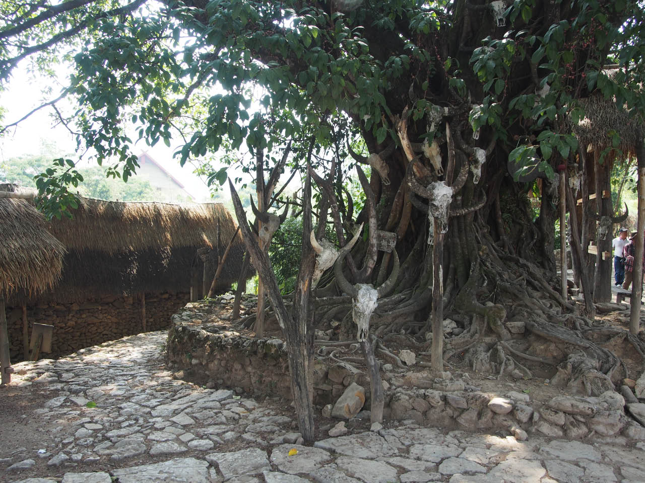 arbre sacré, porte tête de buffles arbre sacré, porte tête de buffles